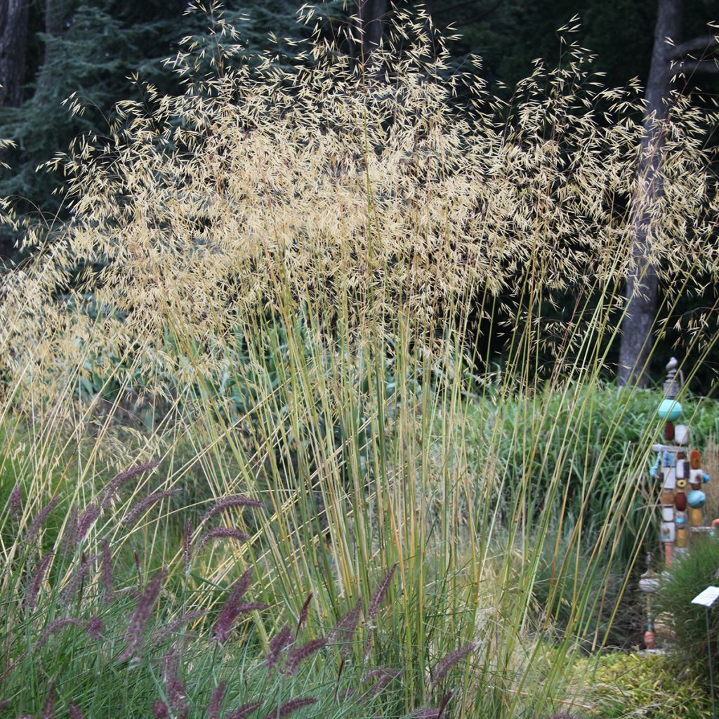 Stipa gigantea - Riesen Federgras