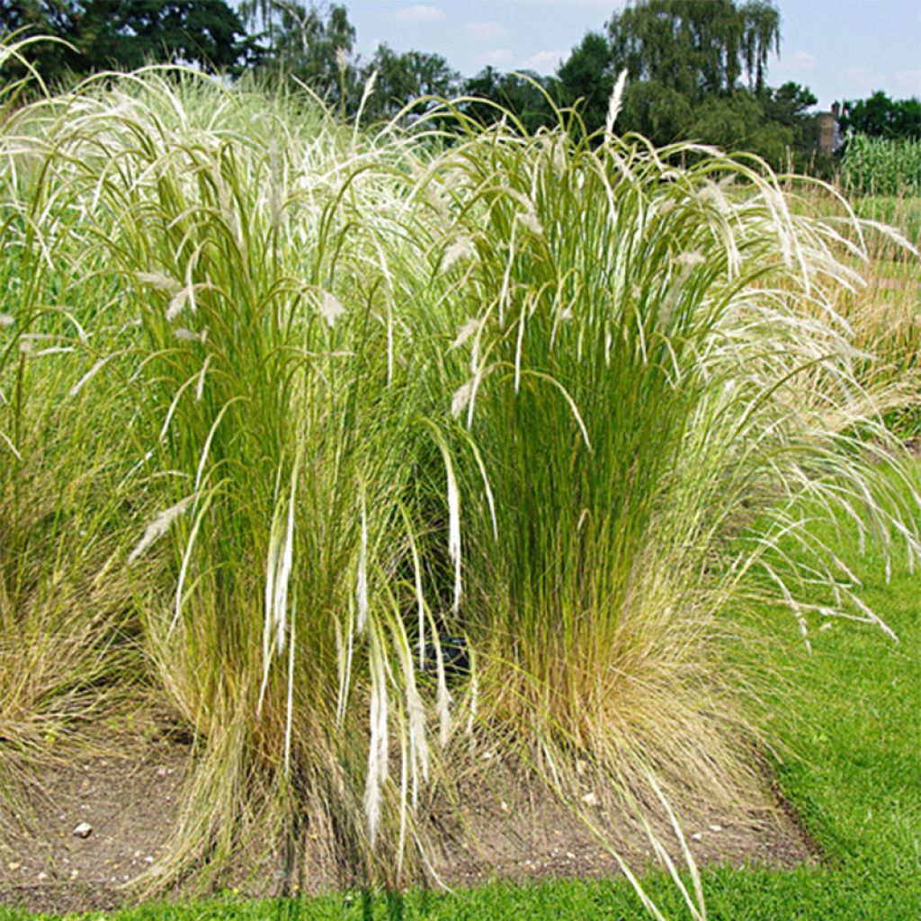 Stipa ichu - Federgras