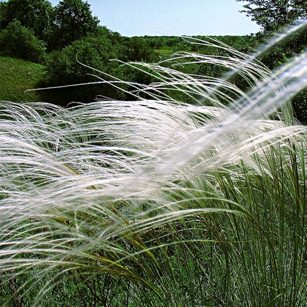 Stipa pulcherrima - Federgras