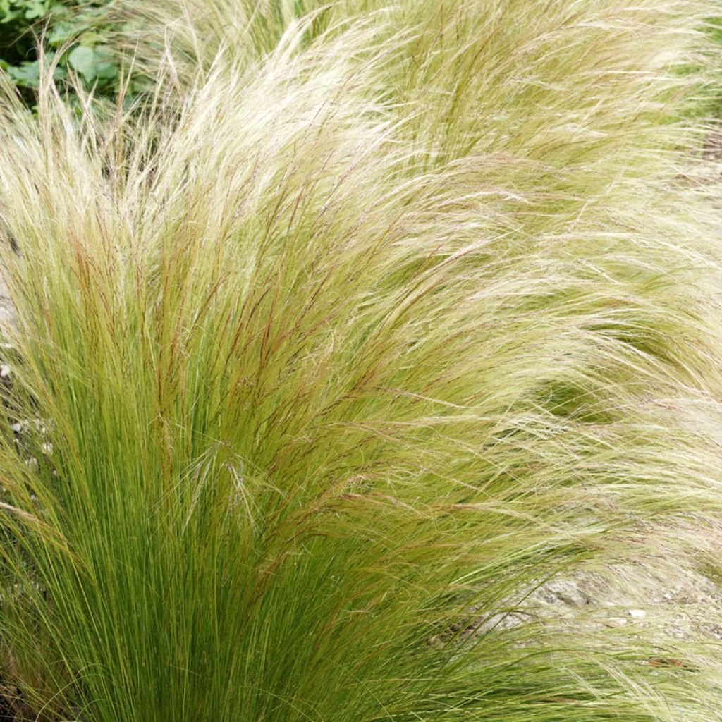 Stipa tenuifolia - Dünnblättriges Federgras