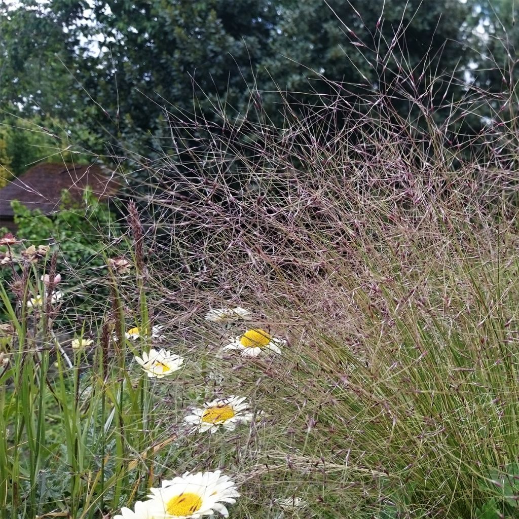 Stipa trichotoma Palomino - Federgras