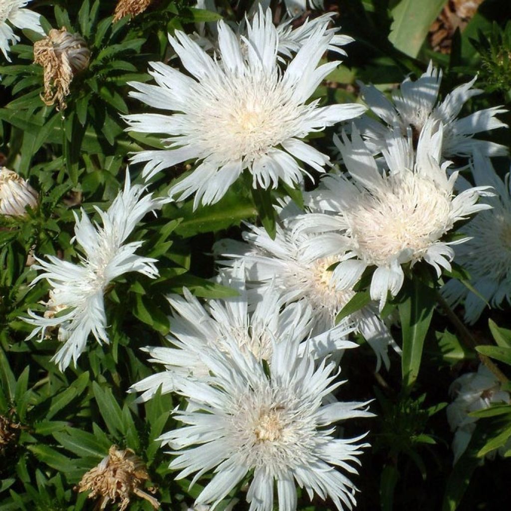 Stokesia laevis Alba - Kornblumenaster