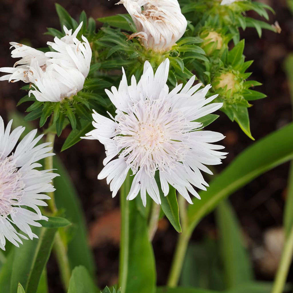 Stokesia laevis Alba - Kornblumenaster