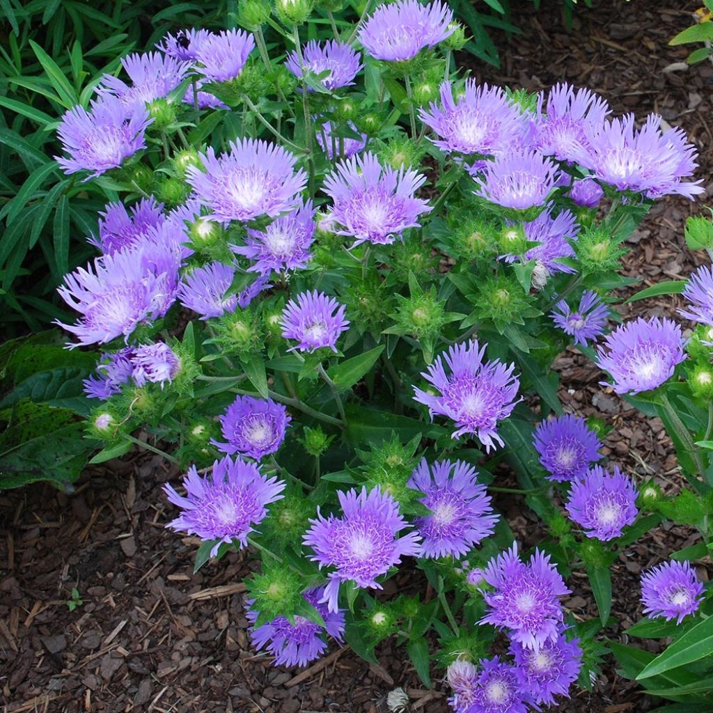 Stokesia laevis Blue Star - Kornblumenaster