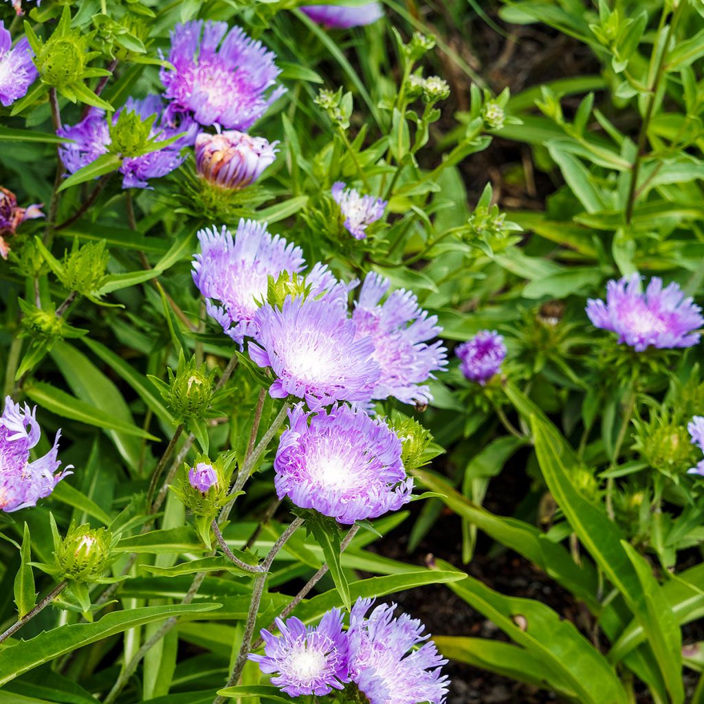 Stokesia laevis Blue Star - Kornblumenaster