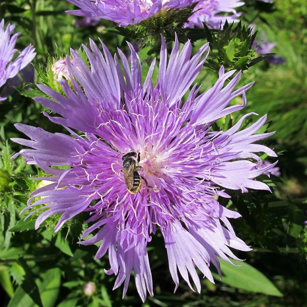 Stokesia laevis Elf - Kornblumenaster