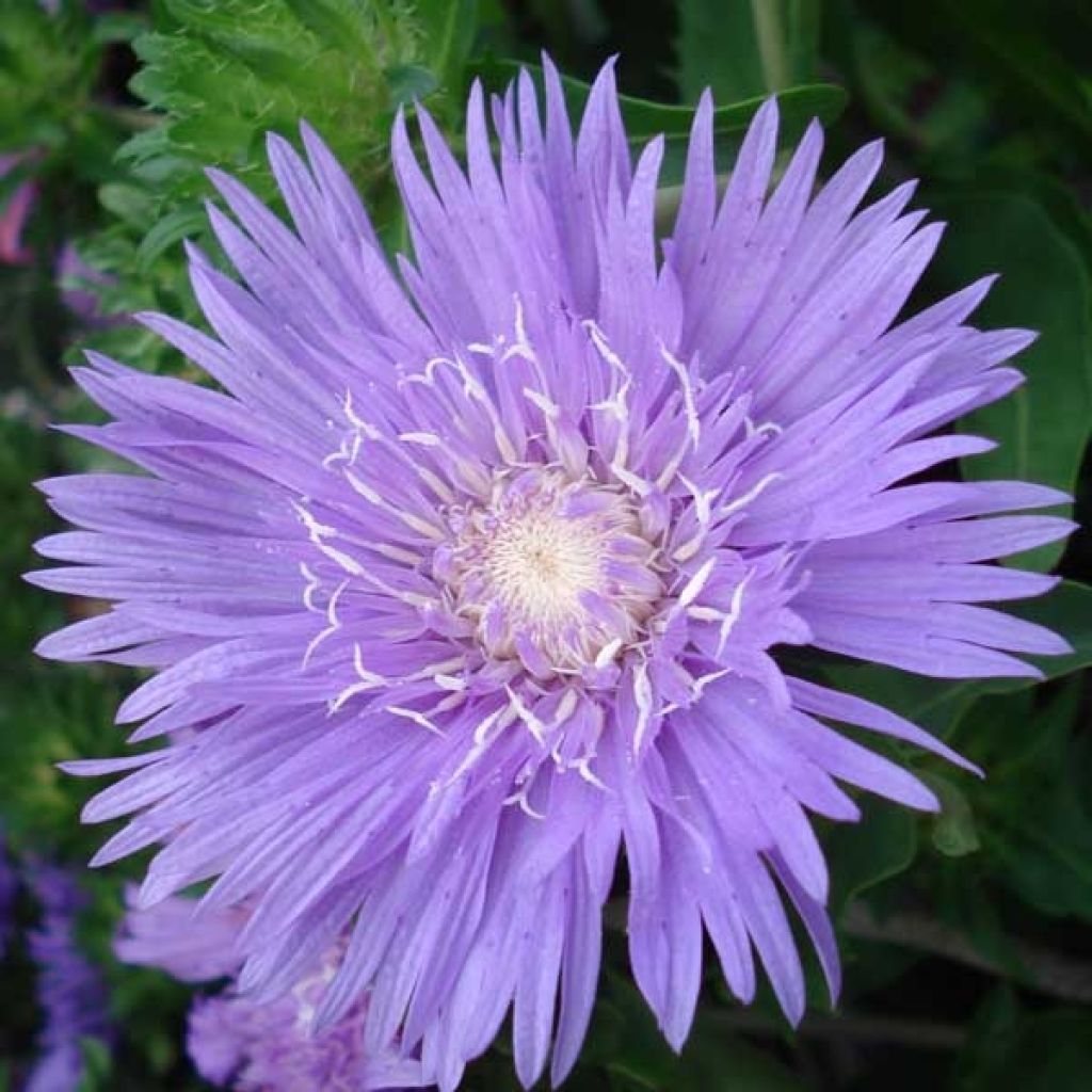 Stokesia laevis Purple Parasols - Kornblumenaster