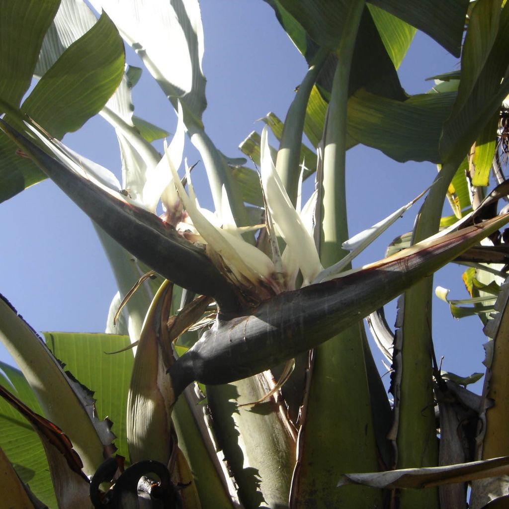 Strelitzia augusta (alba) - Oiseau de Paradis blanc 