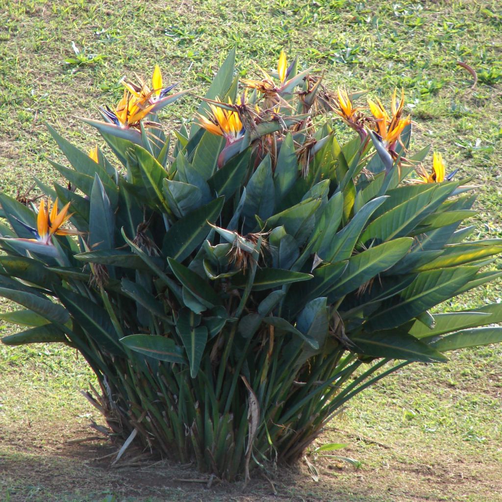 Strelitzia reginae - Oiseau de Paradis