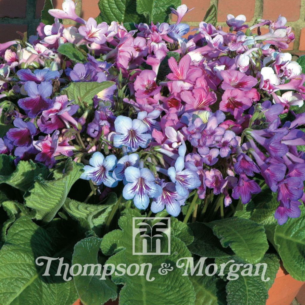 Streptocarpus hybridus Dibleys Dragon Mixed (Samen) - Drehfrucht