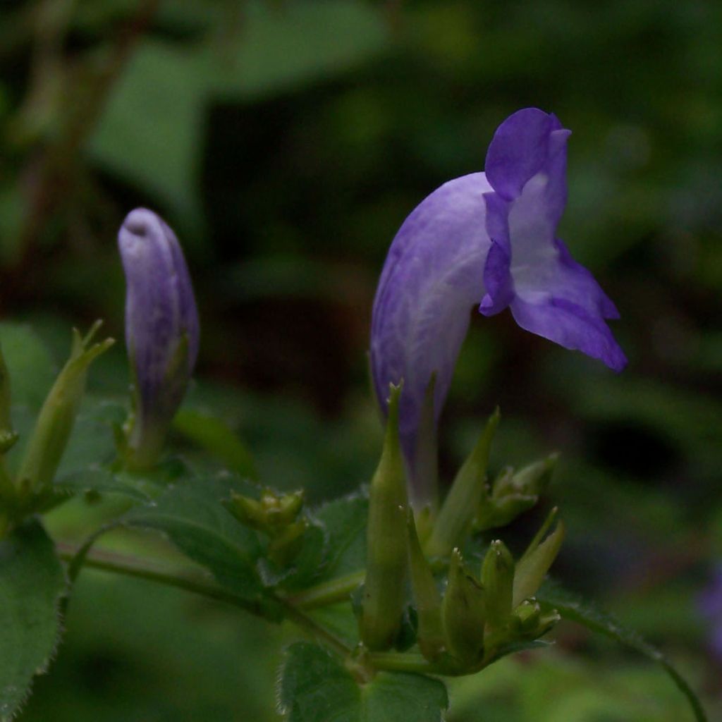 Strobilanthes attenuata - Zapfenblume