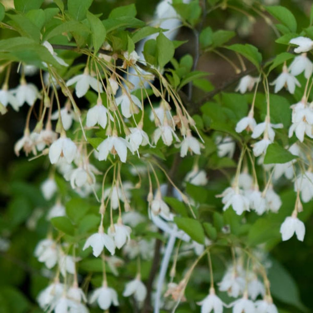 Styrax japonica - Styrax japonais