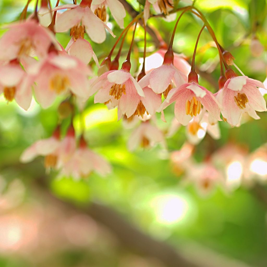 Japanische Storaxbaum Pink Chimes - Styrax japonicus