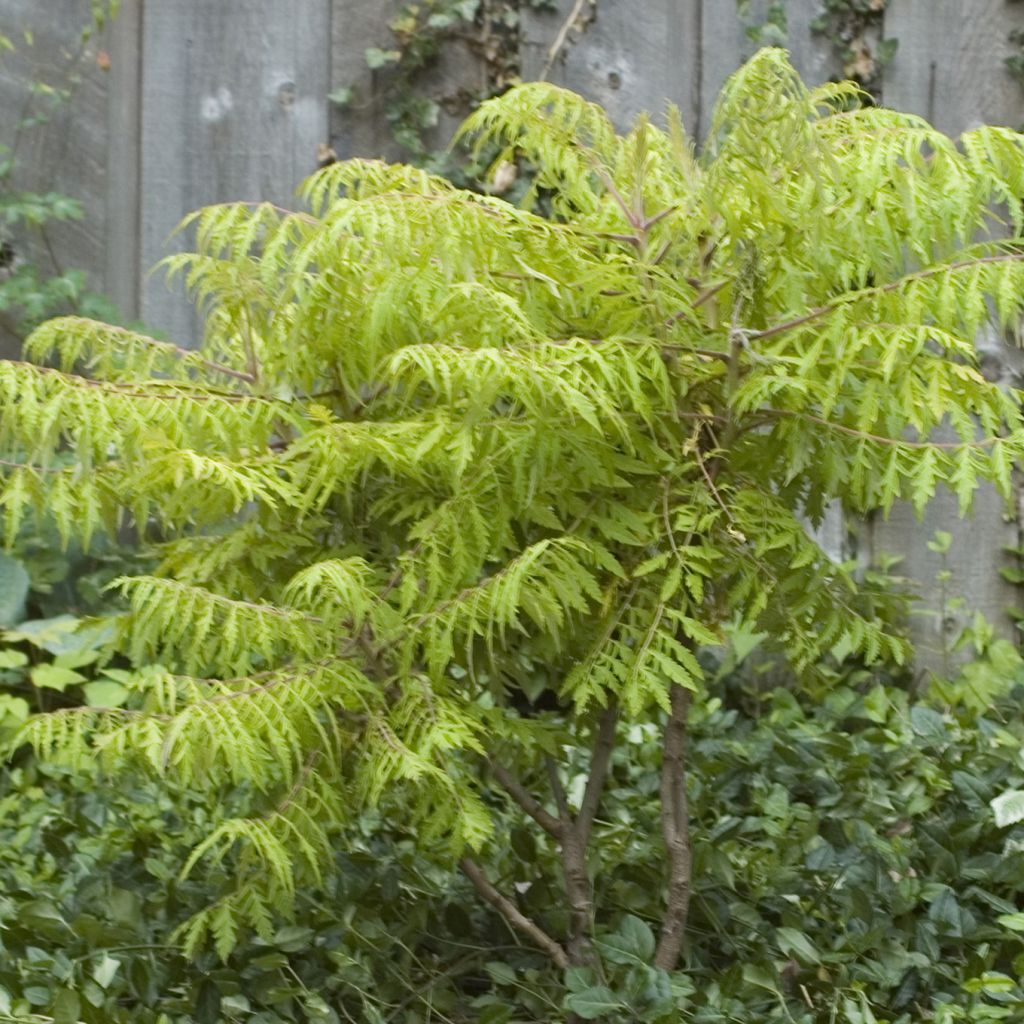 Rhus typhina Tiger Eyes - Essigbaum