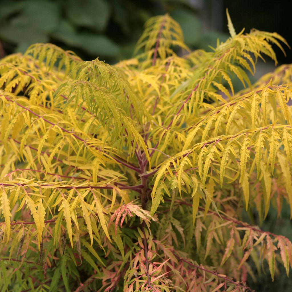 Rhus typhina Tiger Eyes - Essigbaum