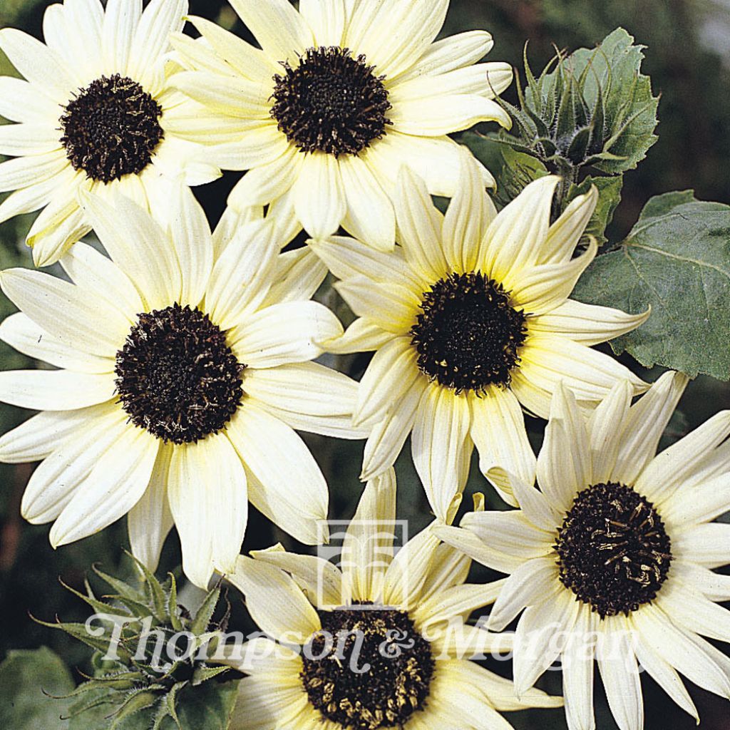 Gemeine Sonnenblume Italian White - Helianthus