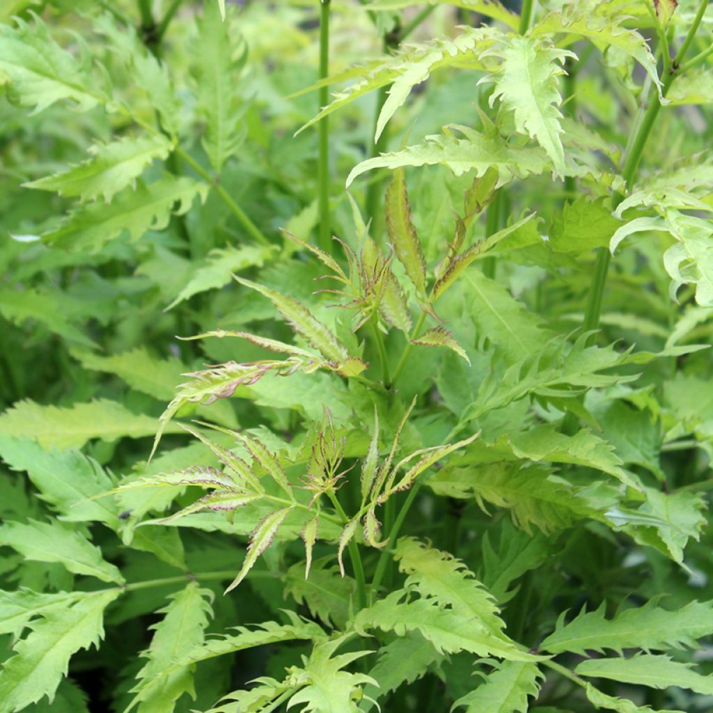 Trauben-Holunder Sutherland Gold - Sambucus racemosa