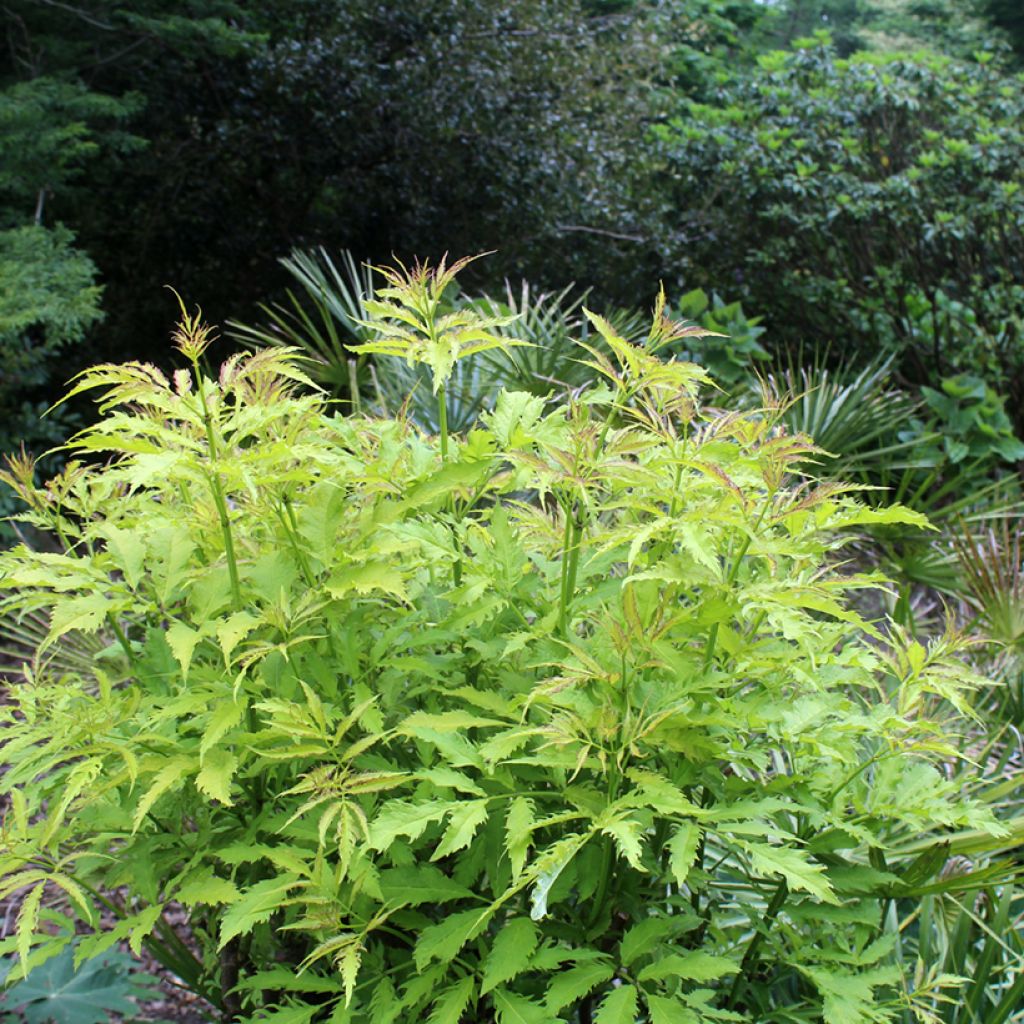 Trauben-Holunder Sutherland Gold - Sambucus racemosa