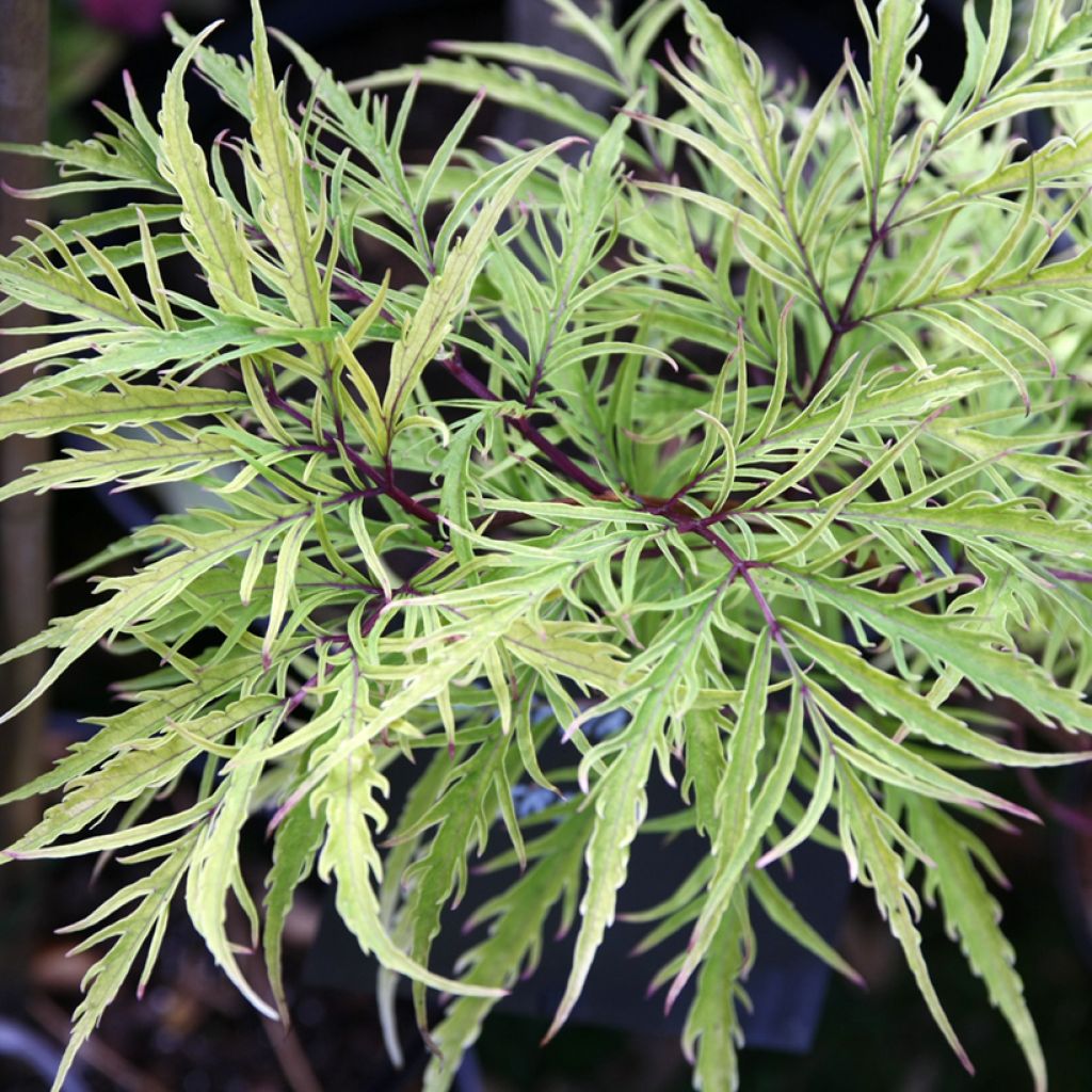 Trauben-Holunder Welsh Gold - Sambucus racemosa