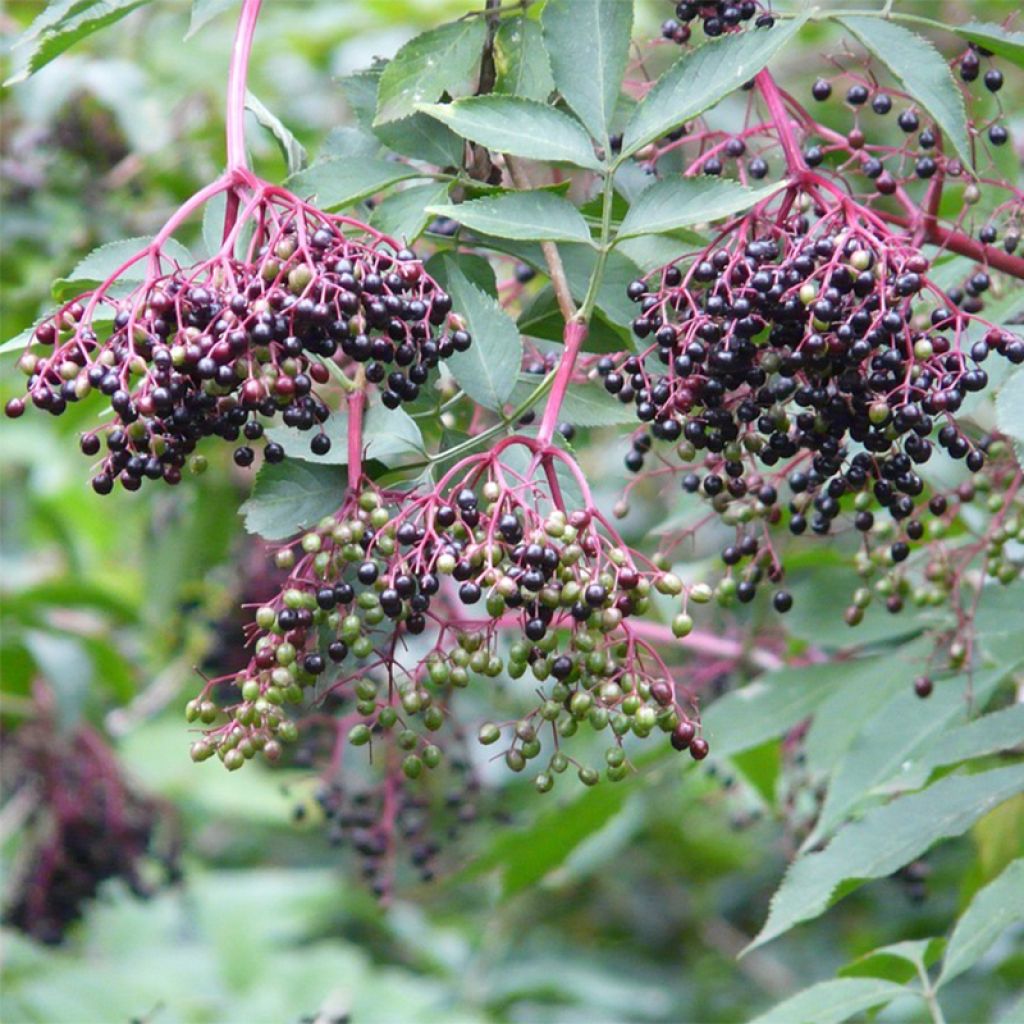 Schwarzer Holunder Korsor - Sambucus nigra