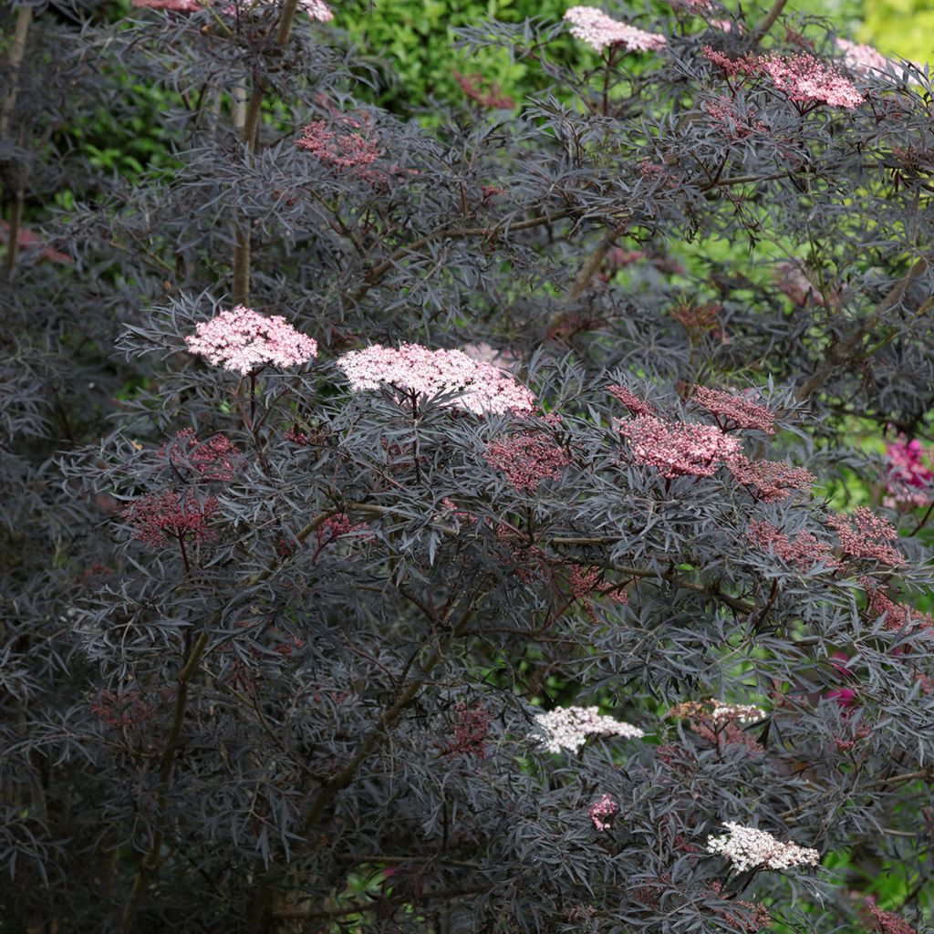 Schwarzer Holunder Black Lace - Sambucus nigra