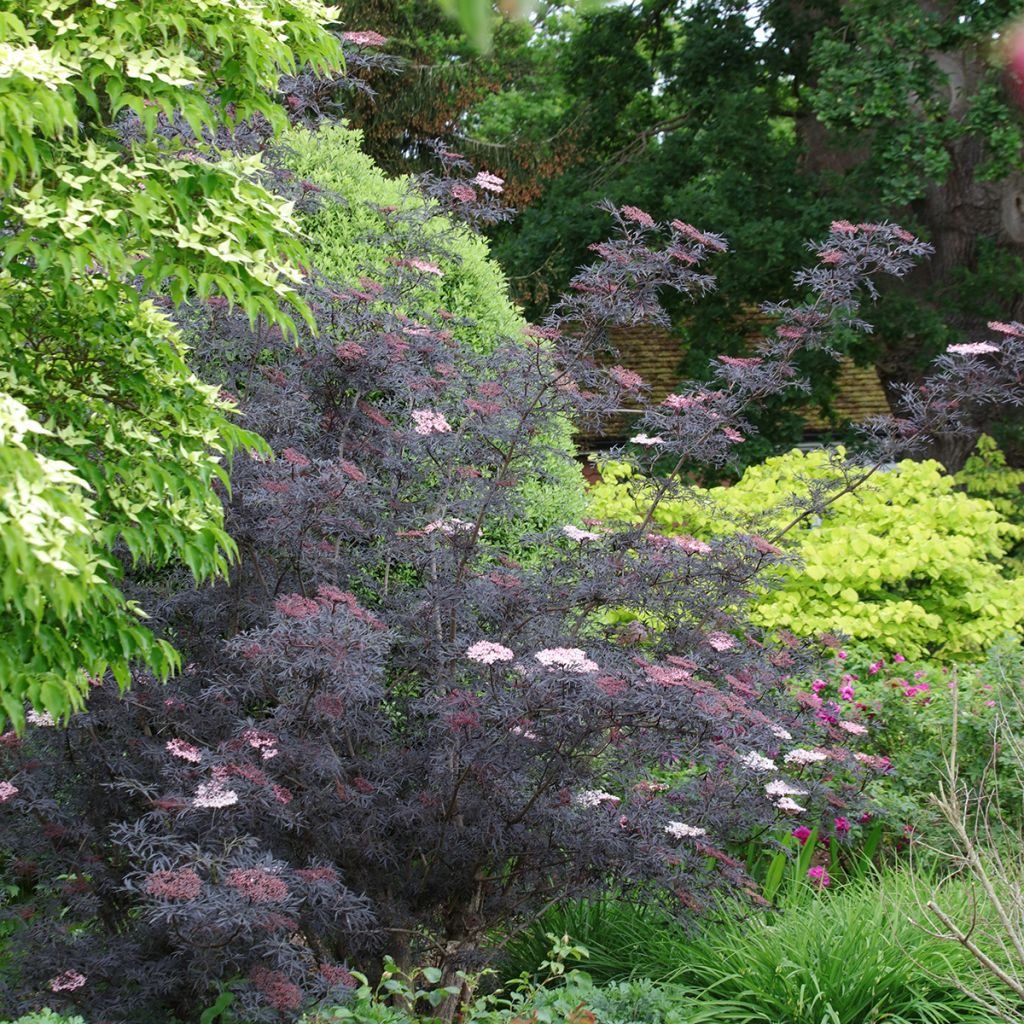 Schwarzer Holunder Black Lace - Sambucus nigra