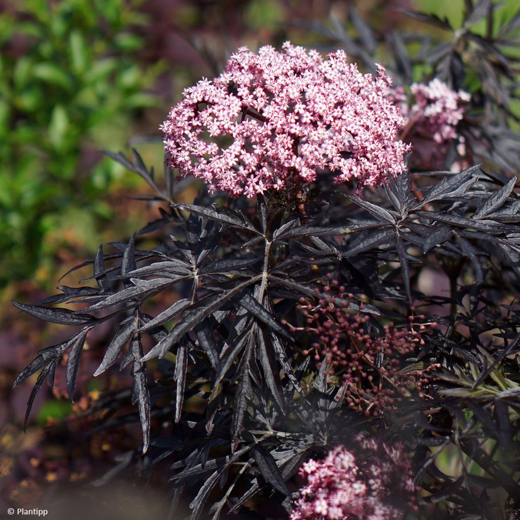 Schwarzer Holunder Cherry Lace - Sambucus nigra