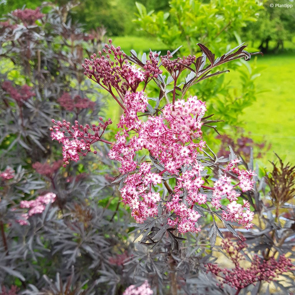 Schwarzer Holunder Cherry Lace - Sambucus nigra