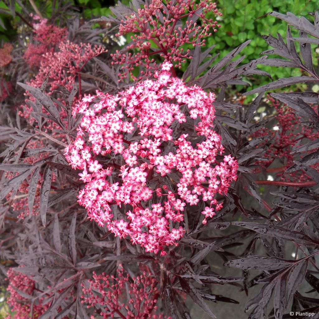 Schwarzer Holunder Cherry Lace - Sambucus nigra