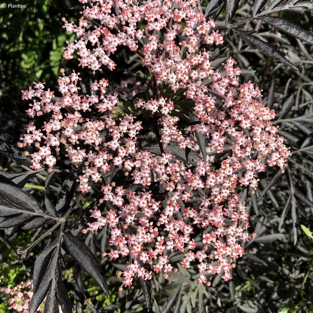 Schwarzer Holunder Cherry Lace - Sambucus nigra