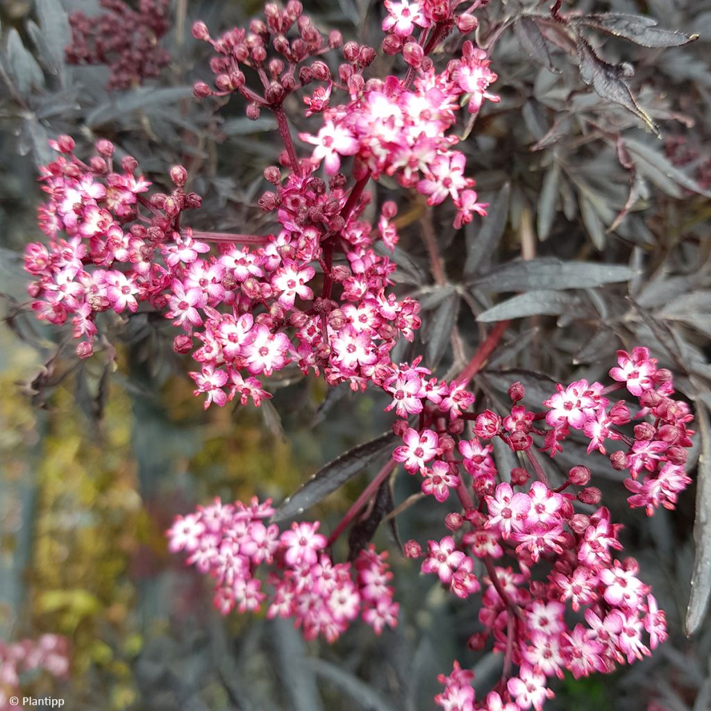 Schwarzer Holunder Cherry Lace - Sambucus nigra