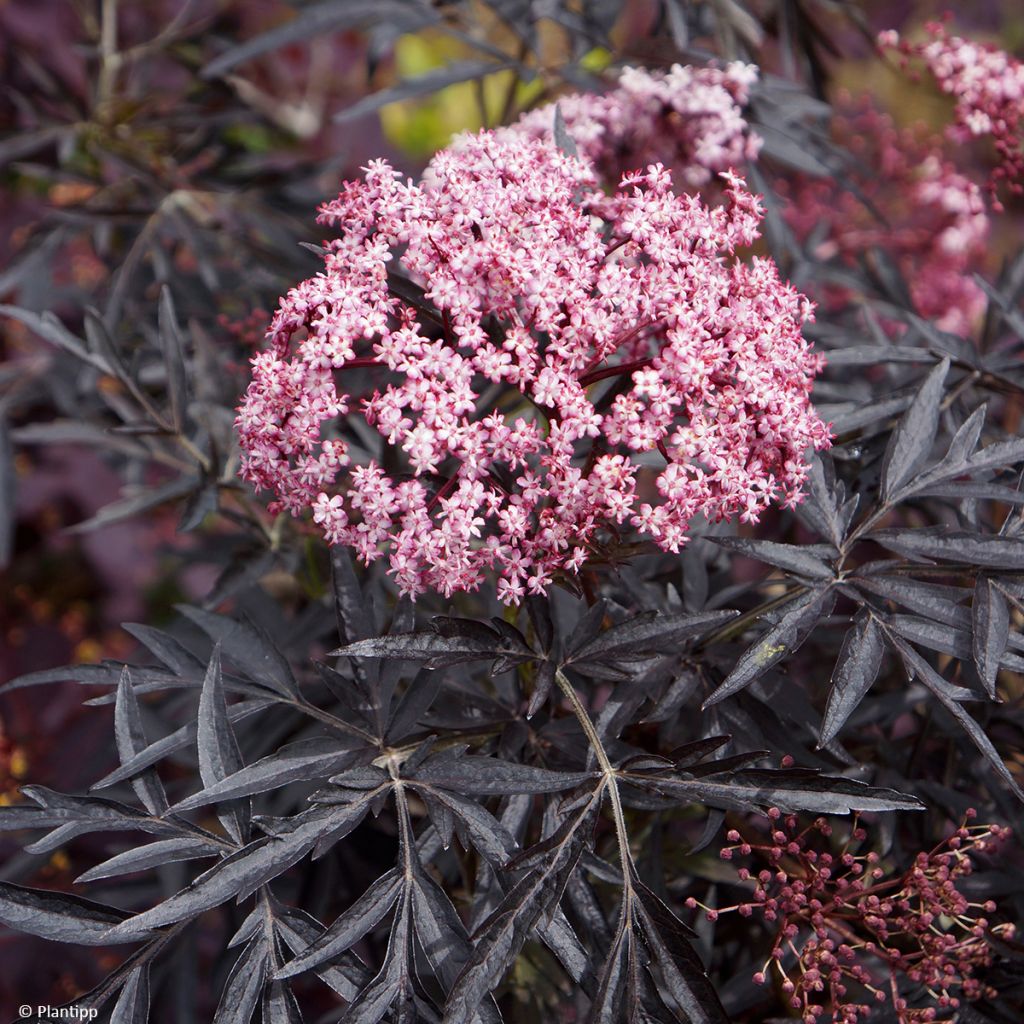 Schwarzer Holunder Cherry Lace - Sambucus nigra