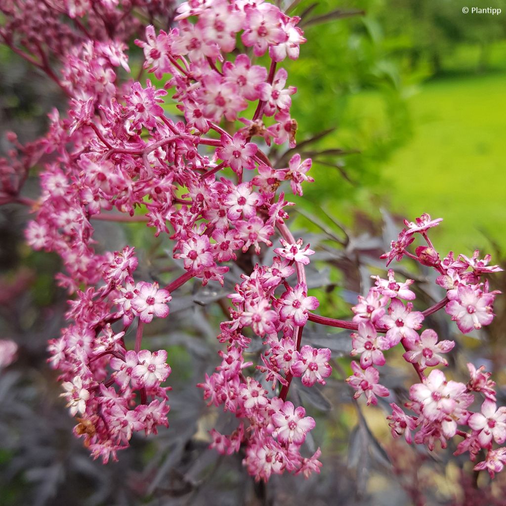 Schwarzer Holunder Cherry Lace - Sambucus nigra