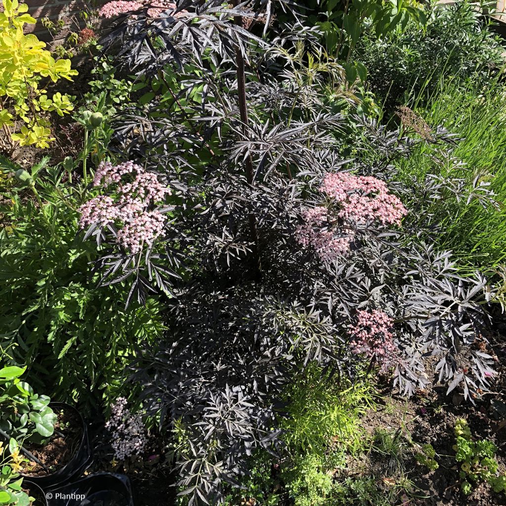 Schwarzer Holunder Cherry Lace - Sambucus nigra