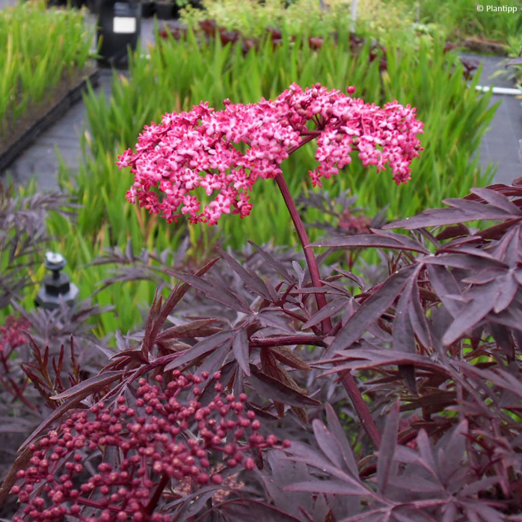 Schwarzer Holunder Cherry Lace - Sambucus nigra