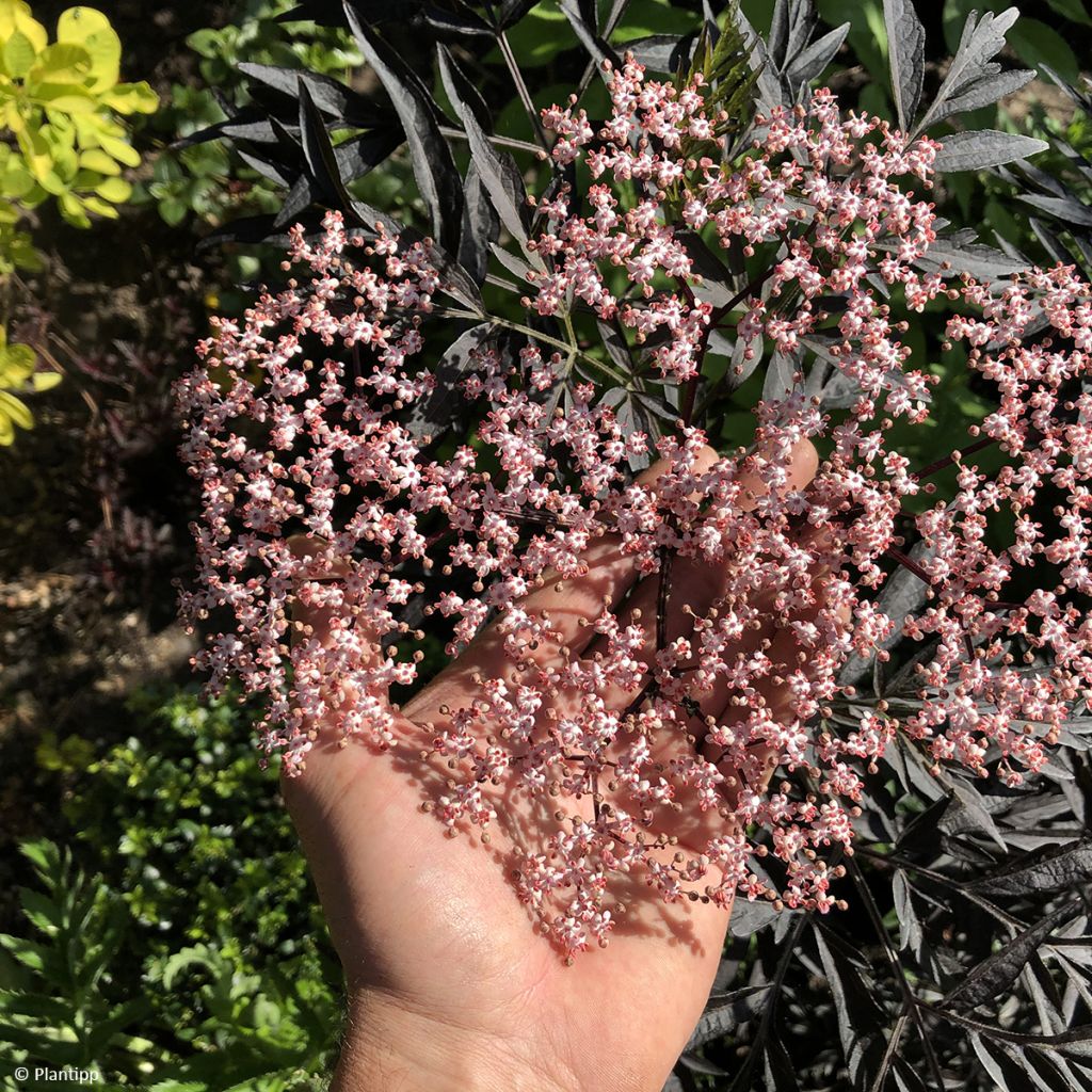 Schwarzer Holunder Cherry Lace - Sambucus nigra