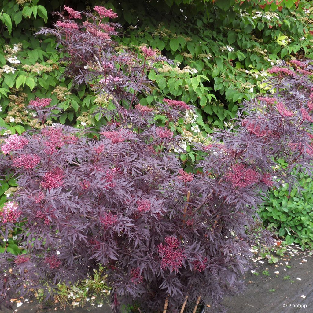 Schwarzer Holunder Cherry Lace - Sambucus nigra