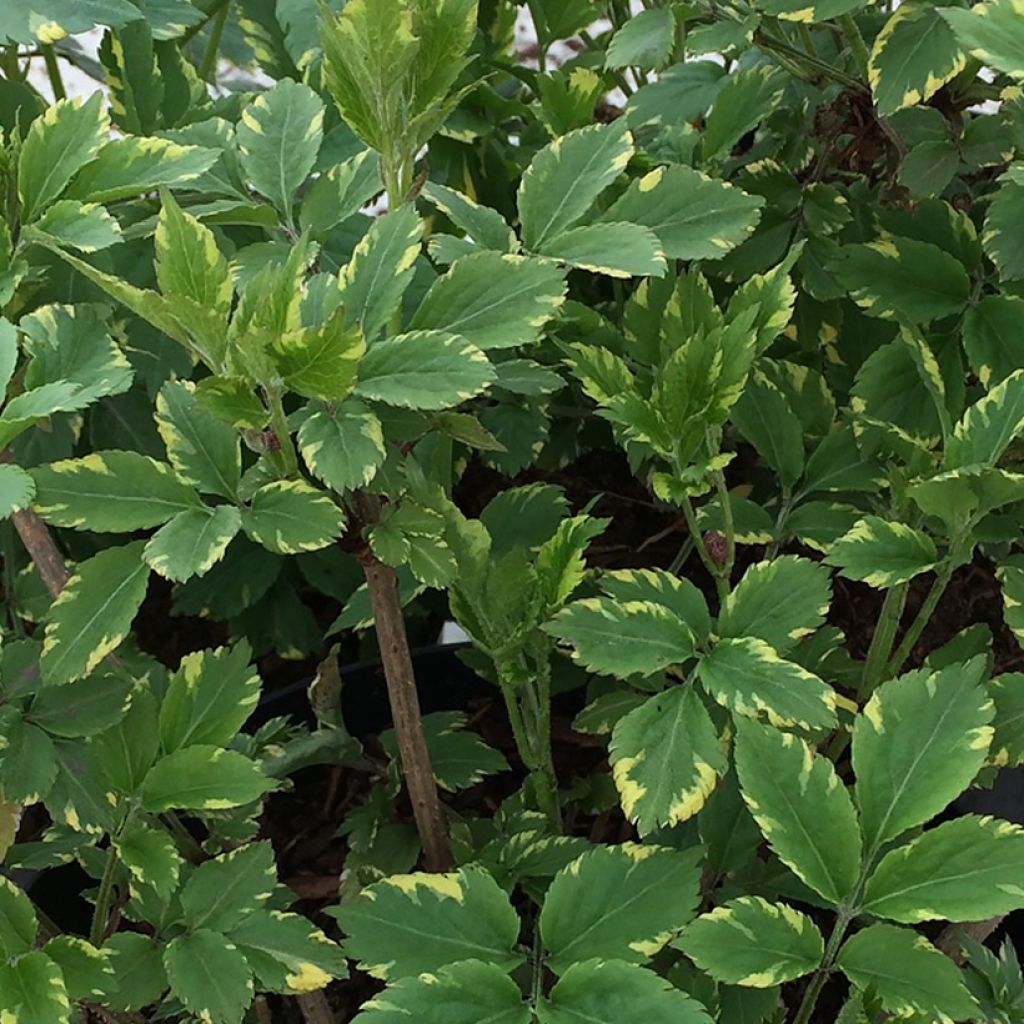 Schwarzer Holunder Golden Spark - Sambucus nigra