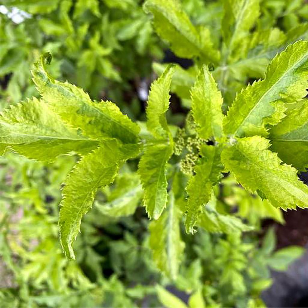 Schwarzer Holunder Marion Bull - Sambucus nigra