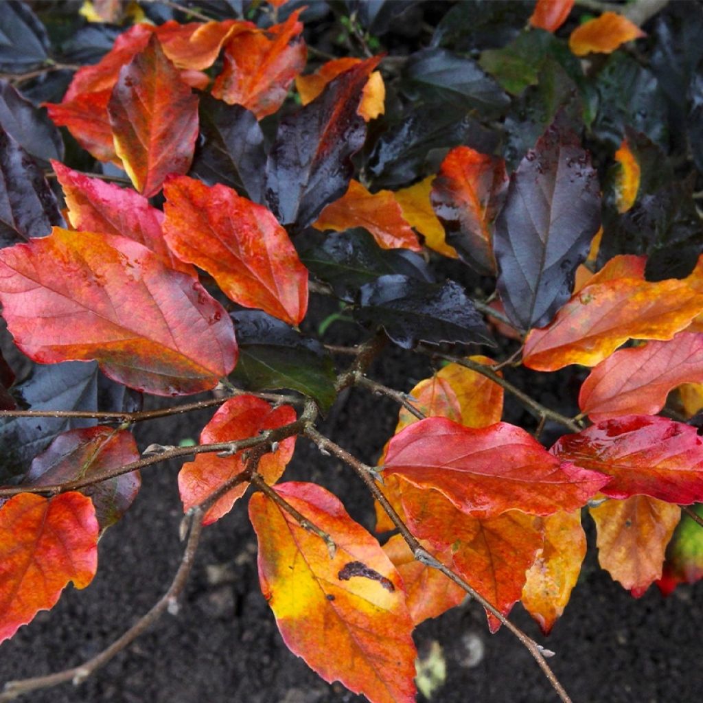 Strauch-Eisenholzbaum Autunno Rosso - Sycoparrotia semidecidua