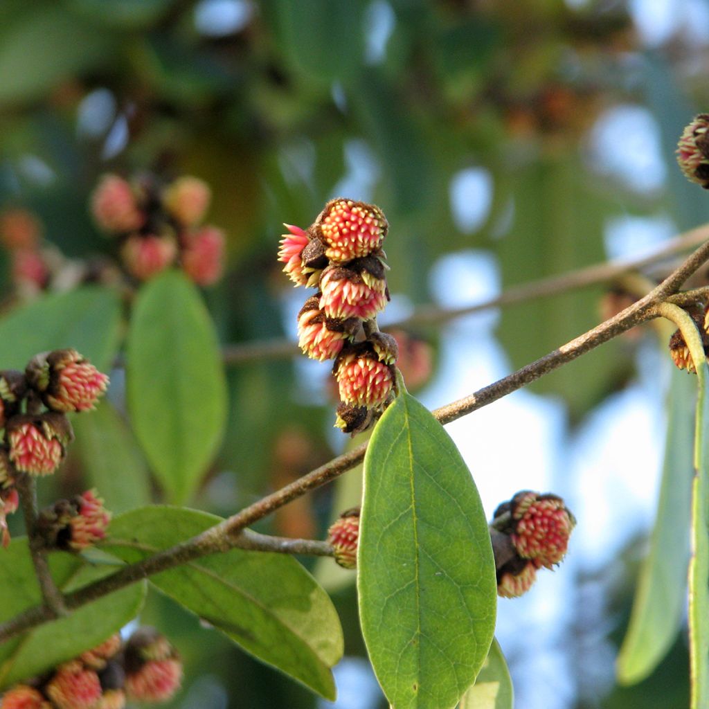 Sycopsis sinensis - Sycopsis de Chine