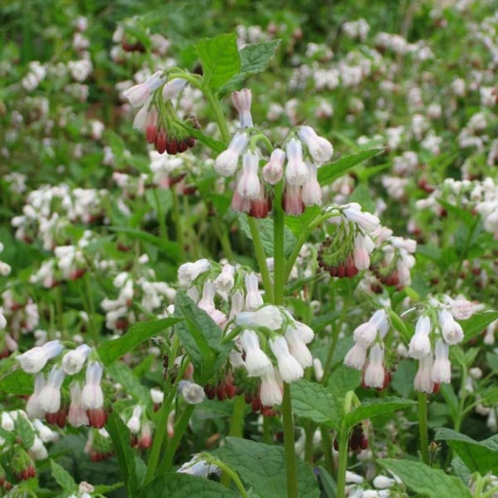 Symphytum grandiflorum Hidcote Pink - Kleiner Kaukasus Beinwell