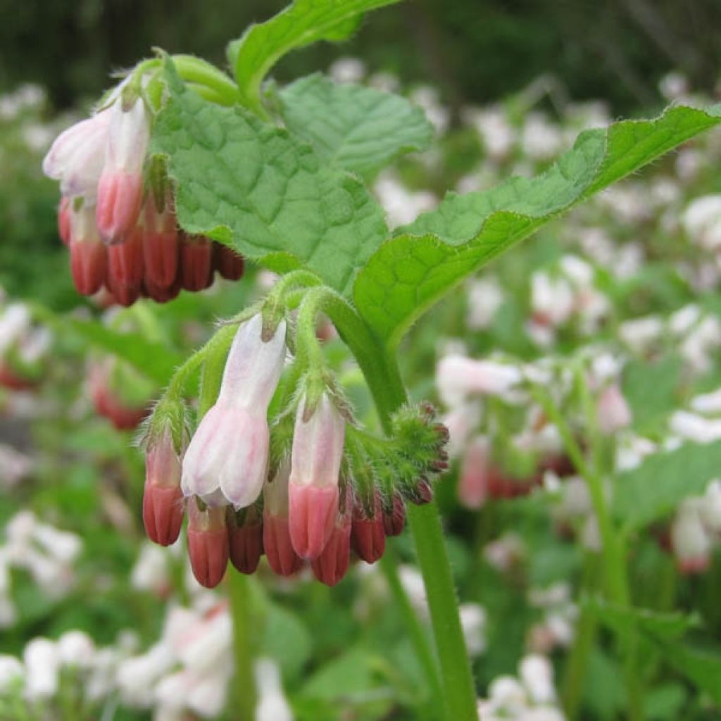 Symphytum grandiflorum Hidcote Pink - Kleiner Kaukasus Beinwell