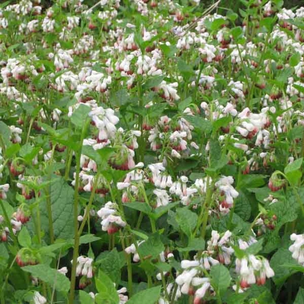 Symphytum grandiflorum Hidcote Pink - Kleiner Kaukasus Beinwell