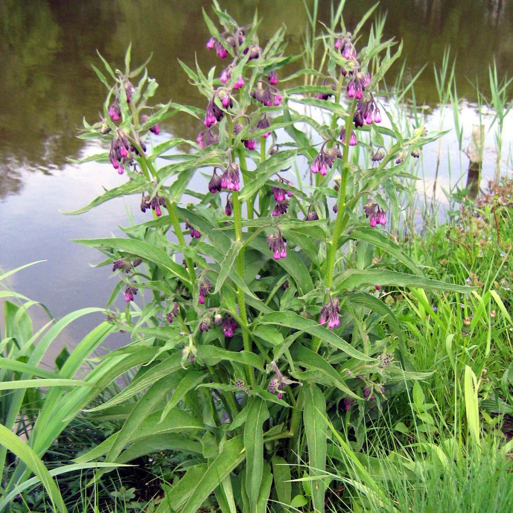 Gemeiner Beinwell - Symphytum officinale