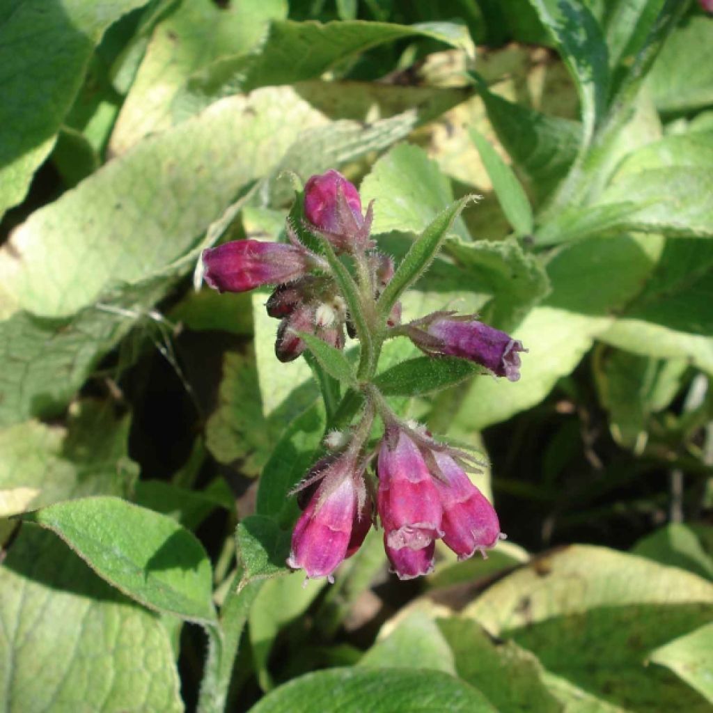 Symphytum rubrum - Roter Beinwell