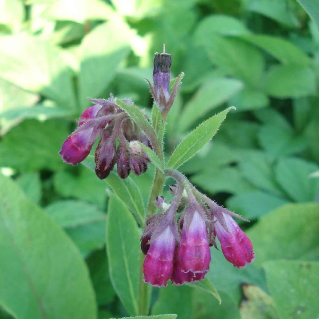 Symphytum rubrum - Roter Beinwell