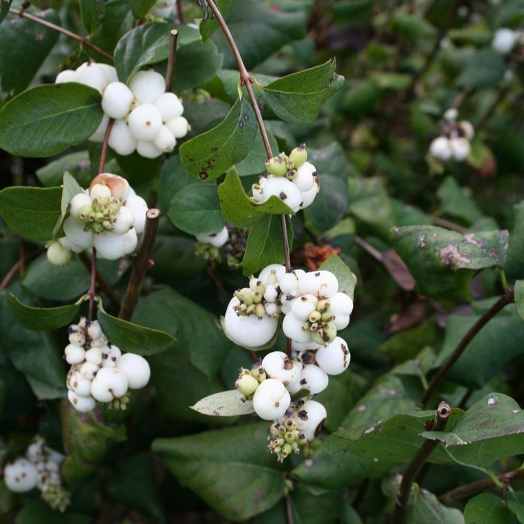 Symphorine blanche - Symphoricarpos albus