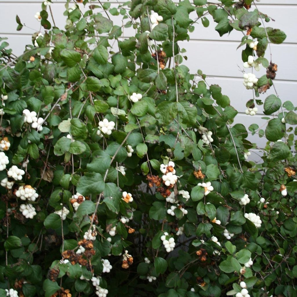 Symphorine blanche - Symphoricarpos albus