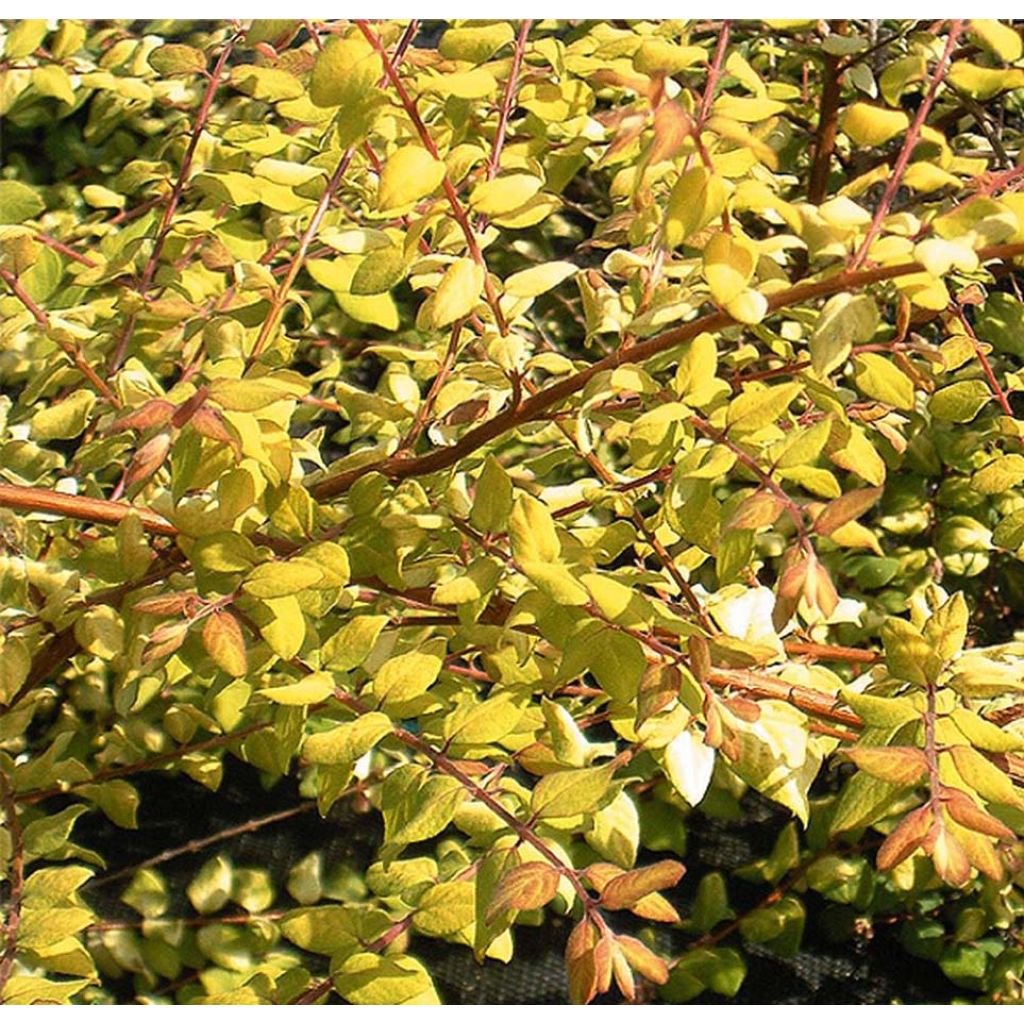 Schneebeere Brain de Soleil - Symphoricarpos chenaultii